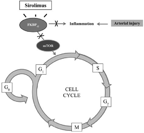 does sirolimus work.